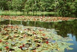 Water lilys
