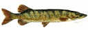 Pike