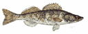 Pikeperch