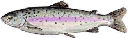 Rainbow trout
